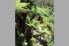 aus_bm_004