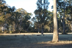 aus_g_003