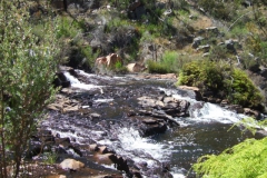 aus_g_015