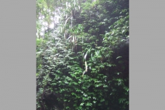 aus_gc_035