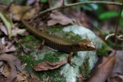 aus_gc_037