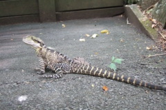aus_gc_047