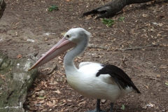 aus_gc_048