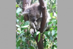 aus_gc_049