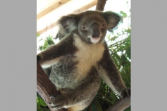 aus_gc_050