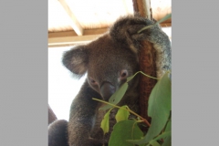 aus_gc_056