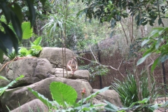 aus_gc_058