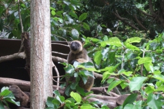 aus_gc_060