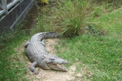 aus_gc_061