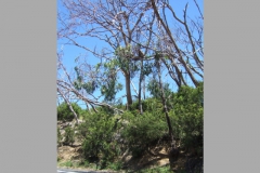 aus_gor_008