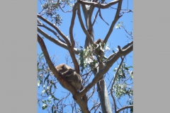 aus_gor_010