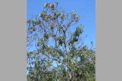 aus_gor_012