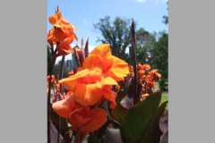 aus_m_035