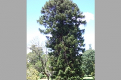 aus_m_044