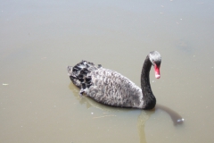 aus_m_046