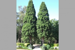 aus_m_049
