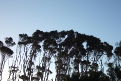 aus_pi_008
