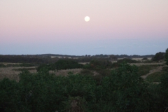 aus_pi_009