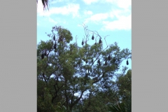 aus_s_031