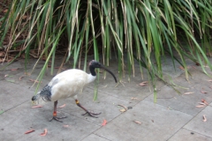 aus_s_032