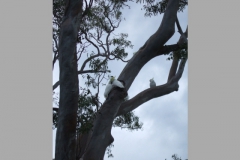 aus_s_035