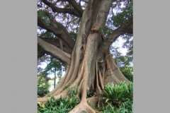 aus_s_037