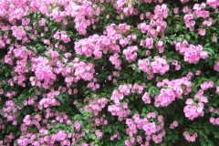 aus_s_044