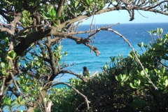 aus_s_060