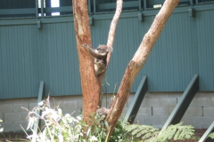 aus_s_067