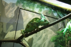 aus_s_068