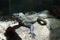 aus_s_069