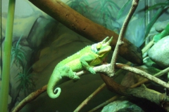 aus_s_070