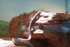 aus_s_072