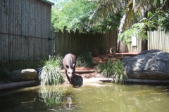 aus_s_074