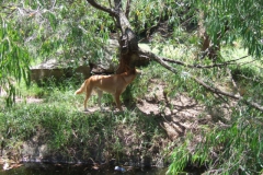 aus_s_075