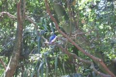 aus_s_076