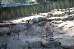 aus_s_079