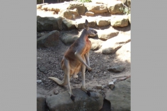 aus_s_080