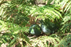 aus_s_081