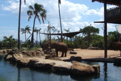 aus_s_082