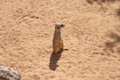 aus_s_083