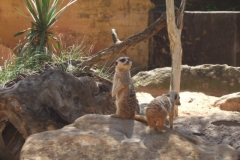 aus_s_084