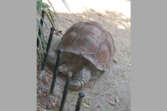 aus_s_087