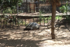 aus_s_088
