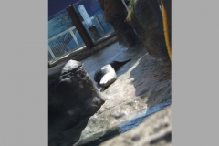 aus_s_089