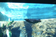 aus_s_090
