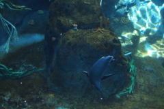 aus_s_091