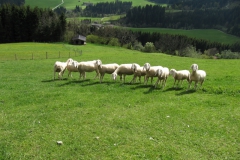 aut_ku_0080