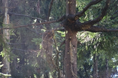aut_vi_0100