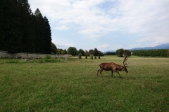 aut_vi_0180